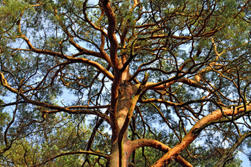 Pine trees close-up against blue sky. Natural background