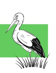 Hand drawn White Stork (ciconia), black and white vector illustration