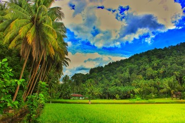 sawah rice field and coconut tree