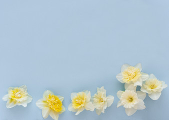  Yellow white narcissus flowers on blue background