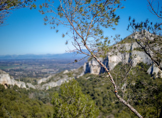 Pin de Provence