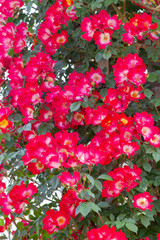 バラの花