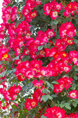 Naklejka premium バラの花