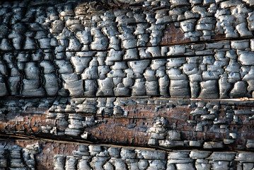 burnt wood texture