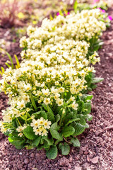 Primrose Primula with yellow flowers. Inspirational natural floral spring or summer blooming garden or park under soft sunlight and blurred bokeh background. Colorful blooming ecology nature landscape