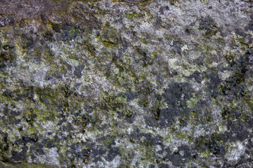 Gray mossy stone texture with little scratches
