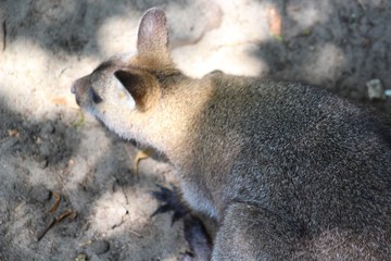 kangourou dans son enclos au zoo