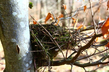 Vogelnest im Wald