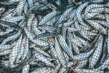 Small sardines fish as background on the market