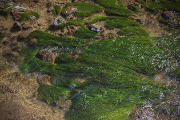 Wasser Gras grün fließend