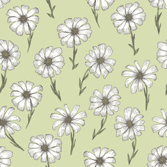Retro sketchy seamless pattern with white chamomile flowers on tender green background. Hand drawn illustration of beautiful gerbera flower, texture for textile, wrapping paper, surface