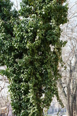 tree zaplechnoe shrubs