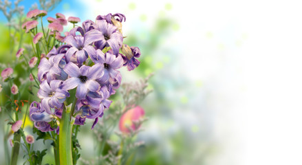 blue hyacinth and defocused colorful flowers in spring garden with white background on the right