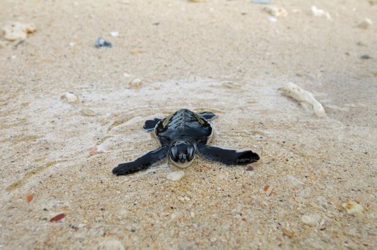 Baby Pacific green turtle or green sea turtle (Chelonia mydas) enters water, Redang island, Malaysia, Asia
