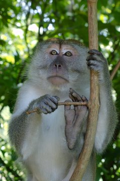 Crab-eating macaque or long-tailed macaque (Macaca fascicularis) sitting in tree, Taman Negara National Park, Malaysia, Asia