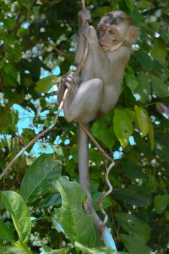 Baby crab-eating macaque or long-tailed macaque (Macaca fascicularis) sitting in tree, Taman Negara National Park, Malaysia, Asia