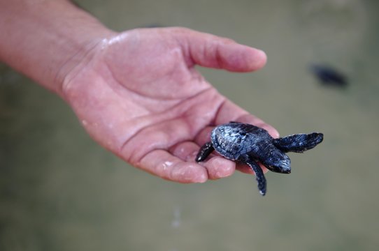 Baby turtle in a hand, Pacific ridley sea turtle, Olive ridley sea turtle, (Lepidochelys olivacea), Sri Lanka, Asia
