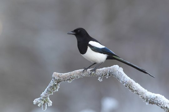 Common magpie (Pica pica) sitting at freezing temperature on a branch, Siegerland, North Rhine-Westphalia, Germany, Europe