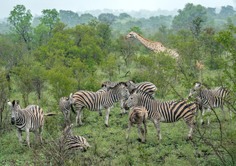 Fototapeta na wymiar Zebras und Giraffe