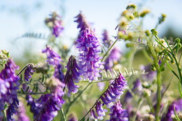 Blooming blue wildflowers