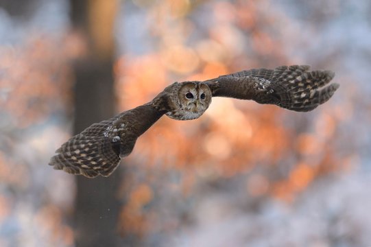 Tawny owl (Strix aluco) flying in winter at sunset, Bohemian Forest, Czech Republic, Europe