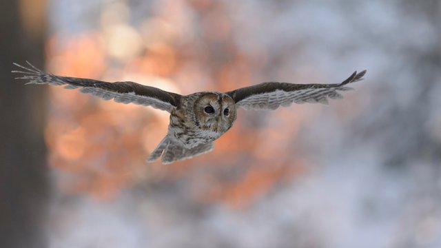Tawny owl (Strix aluco) flying in winter at sunset, Bohemian Forest, Czech Republic, Europe