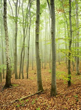 Beech forest in fog, Karst beech forest, nature reserve Gipskarstlandschaft Questenberg, Biospharenreservat Karstlandschaft Sudharz, Saxony-Anhalt, Germany, Europe