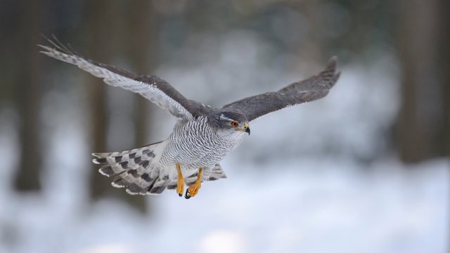 Northern goshawk (Accipiter gentilis), adult male, flying in a spruce forest, winter, Bohemian Forest, Czech Republic, Europe