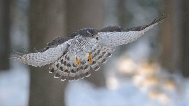 Northern goshawk (Accipiter gentilis), adult male, flying in a spruce forest, winter, Bohemian Forest, Czech Republic, Europe