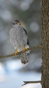 Northern goshawk (Accipiter gentilis), adult male, perched on a spruce tree, morning light, Bohemian Forest, Czech Republic, Europe