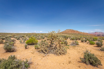Fototapeta na wymiar Vista de vegetação e planalto descampado do Grand Canyon Las Vegas