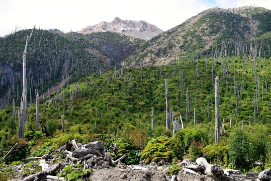 Mountain landscape with dead trees, in the back volcano Chaiten, Parque Pumalin, region de los Lagos, Patagonia, Chile, South America