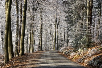 Winter forest, forest track through deciduous forest with hoarfrost, Dossenheim, Baden-Wurttemberg, Germany, Europe