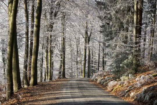 Winter forest, forest track through deciduous forest with hoarfrost, Dossenheim, Baden-Wurttemberg, Germany, Europe