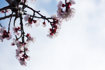Spring blooming of apricot tree