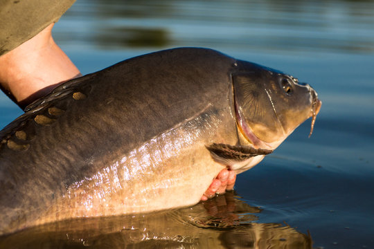 Happy angler with carp fishing trophy