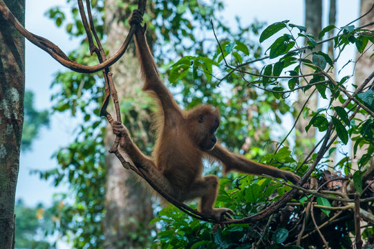 Indonesia, Sumatra, Bukit Lawang Orang Utan Rehabilitation station, Young Sumatran orangutan baby swinging through the forest