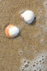 Sea shell on a remote beach, Sardinia, Italy