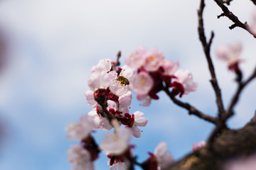 Spring blooming of apricot tree