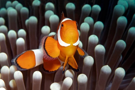 Ocellaris clownfish (Amphiprion ocellaris) in front of Ritteri anemone (Heteractis magnifica), Saparua, Maluku Islands, Banda Sea, Pacific Ocean, Indonesia, Asia