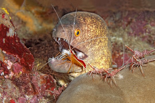 Yellow-edged moray (Gymnothorax flavimarginatus) with camel shrimp (Rhynchocinetes durbanensis) and Pacific cleaner shrimp (Lysmata amboinensis) in coral reef, Saparua, Maluku Islands, Banda Sea, Pacific Ocean, Indonesia, Asia