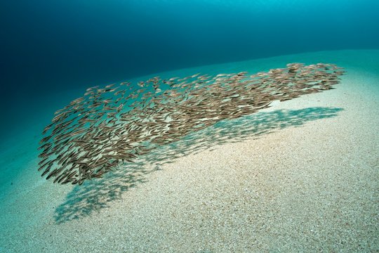 Swarm of young Striped eel Catfish, (Plotosus lineatus), sand bottom, Saparua Island, Maluku Islands, Pacific Ocean, Banda Sea, Indonesia, Asia