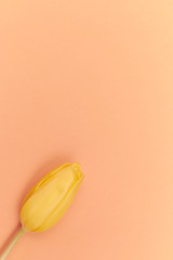One yellow tulip on peach background. free space. single flower