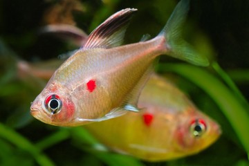 bleeding heart tetra, Hyphessobrycon socolofi, blackwater Amazonian fish, wild from Barcelos, Rio...