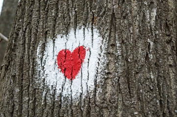 Hiking Trail Mark On a Tree inTthe Forest.