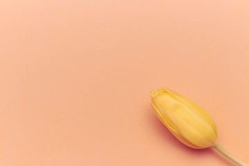 One yellow tulip on peach background. free space. single flower