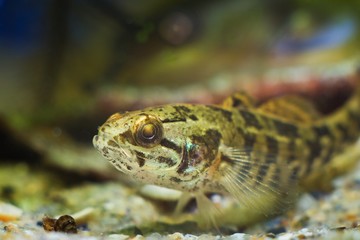 Chinese sleeper juvenile freshwater fish, Perccottus glenii, on sand bottom in biotope aquarium, macro headshot