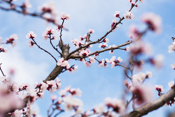 Spring blooming of apricot tree