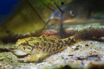 Chinese sleeper juvenile freshwater fish, Perccottus glenii, on sand bottom in biotope aquarium, closeup nature photo