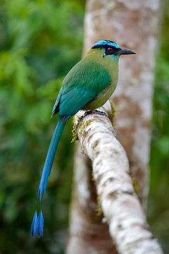 Blue-crowned Motmot (Momotus momota), Manu National Park, Peru, South America